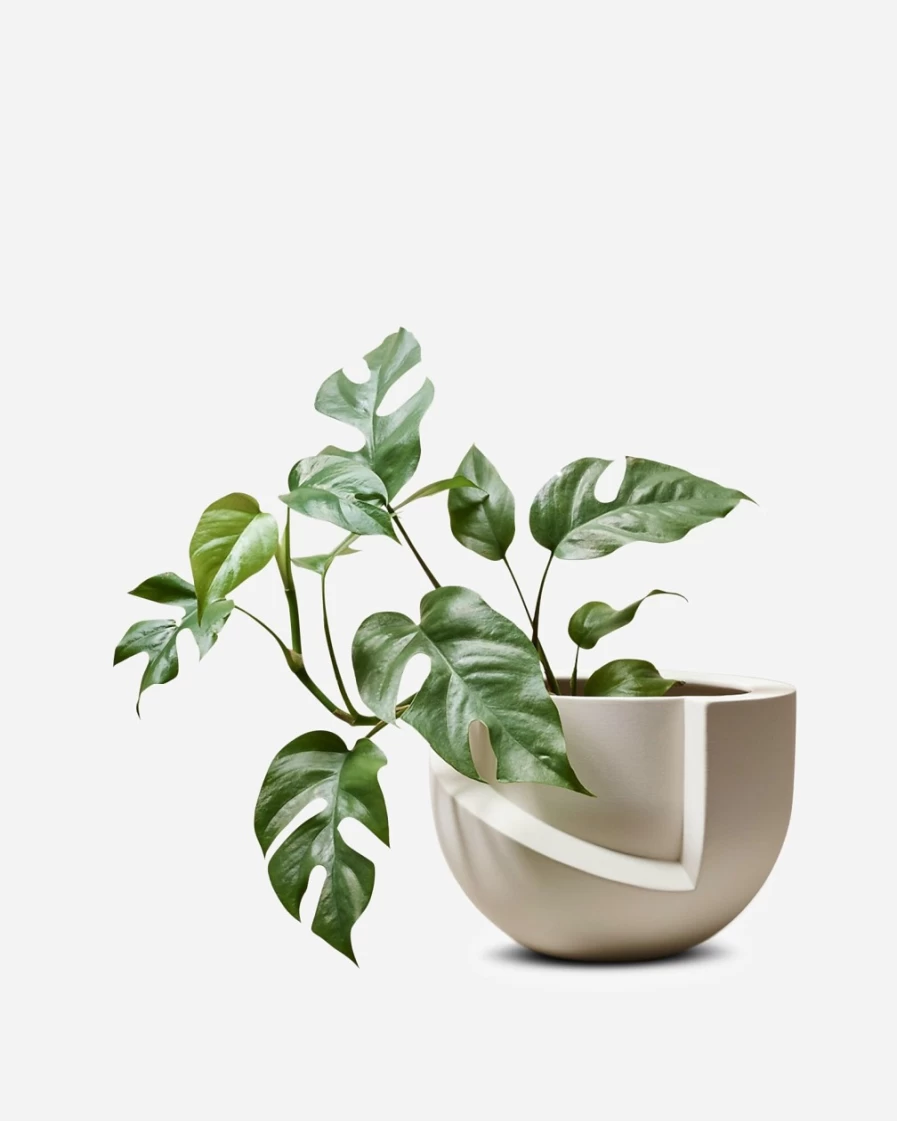 J.Crew White Light + Ladder Vayu: Stylish and Functional Ladder for Modern Homes