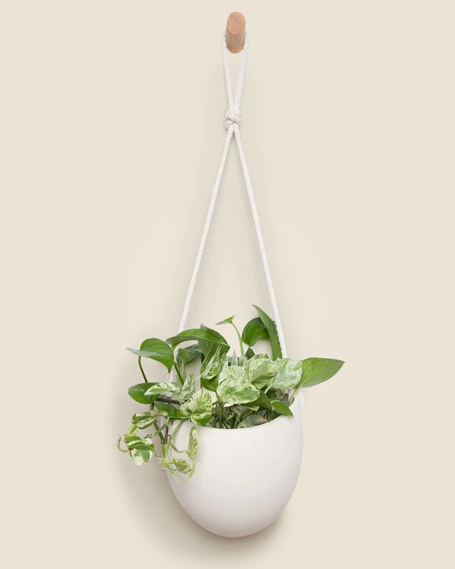 J.Crew White Lightweight Ladder with Rope Hook - Large Spora Storage Solution