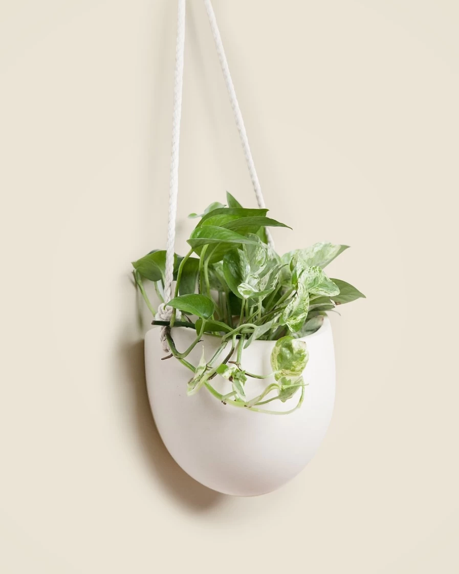 J.Crew White Lightweight Ladder with Rope Hook - Large Spora Storage Solution